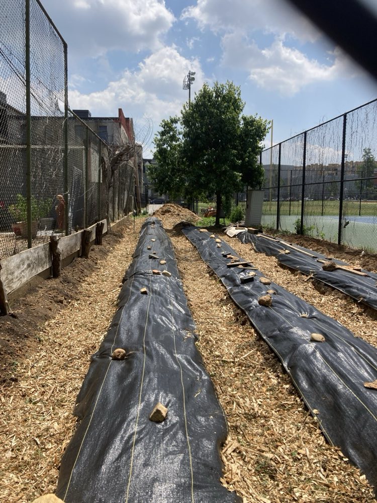 Freshly prepared planting rows at the Powell Communal Farm