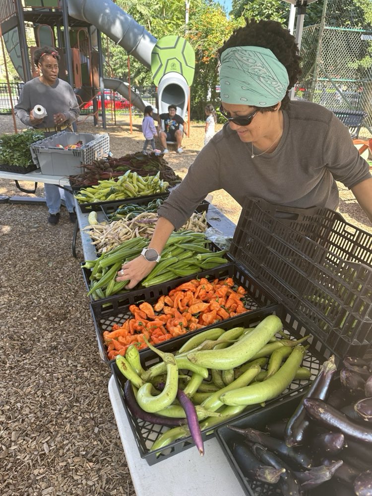 Fresh produce harvested at the Powell Communal Farm