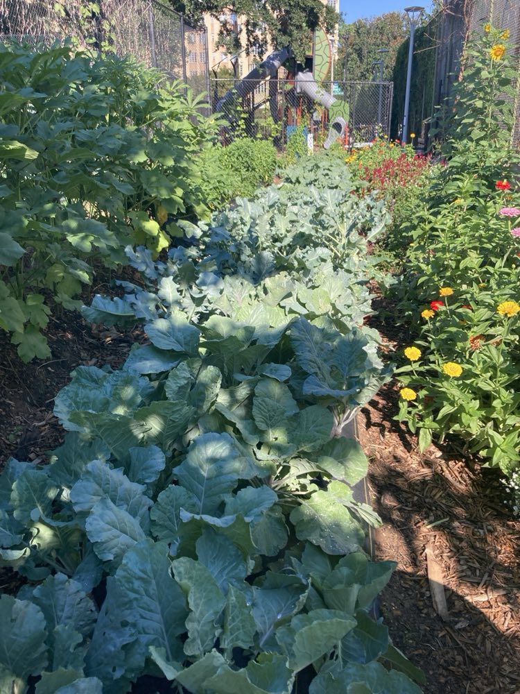 Rows of greens growing at the Powell Communal Farm